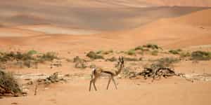 Namibia